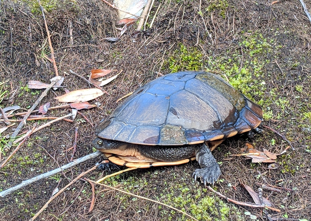 2018-05-04 - turtle at Peter's Pond-cropped-1000px.jpg