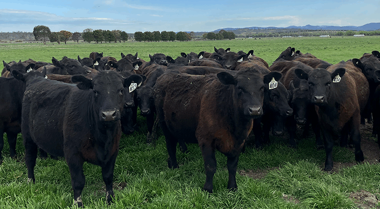 Mulloon Creek Natural Farms Summer Report