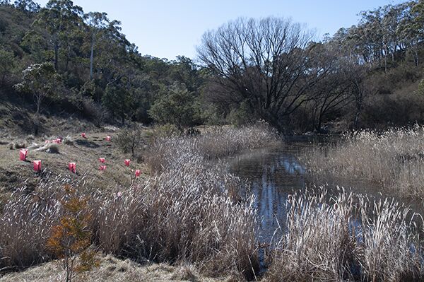 Peter's Pond still hydrating the landscape during the current drought.