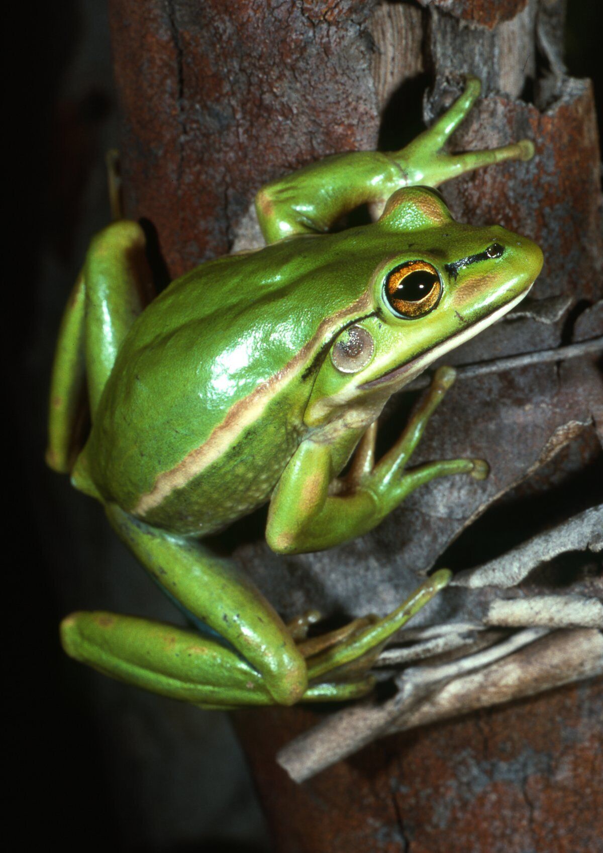 Green and Golden Bell Frog Image: G. Little, Australian Museum