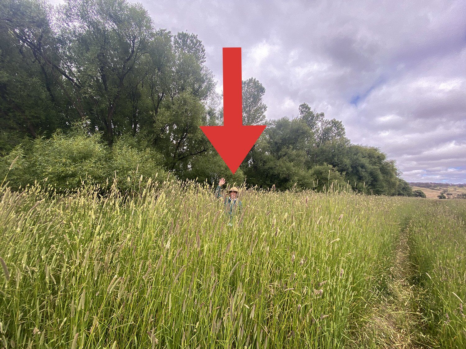 Susie Miechels forging through...