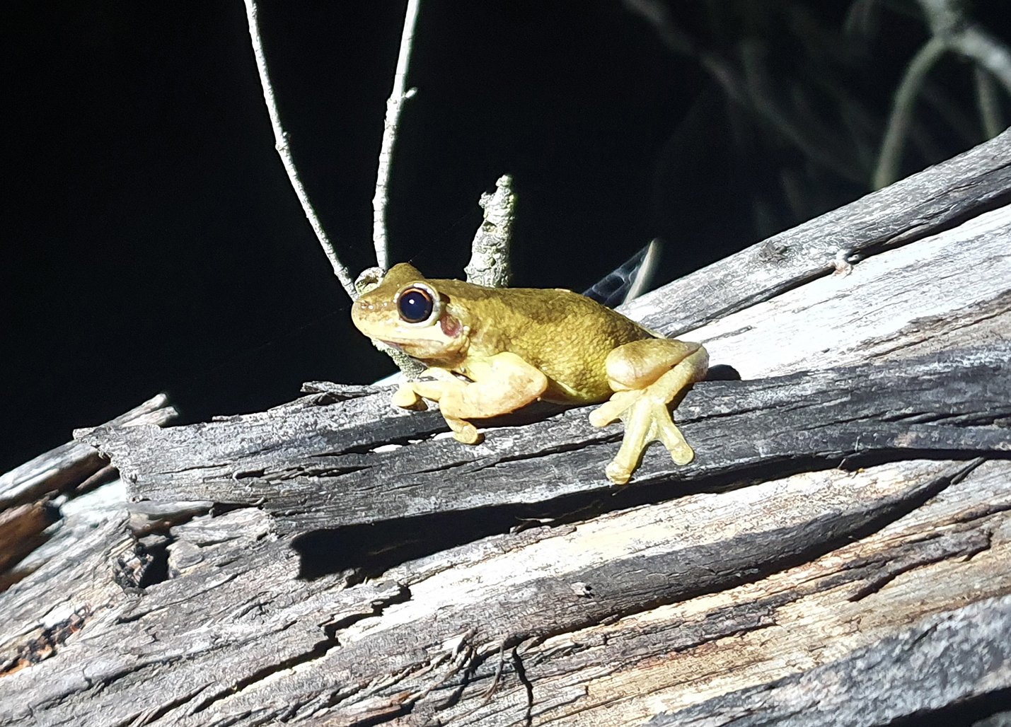  Screaming Tree Frog 