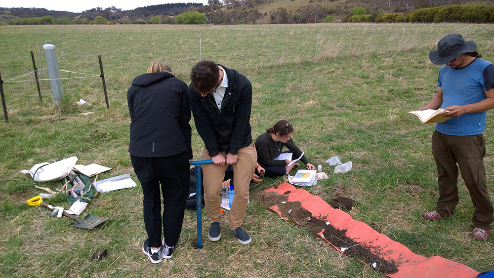  Using auger to extract soil samples. 