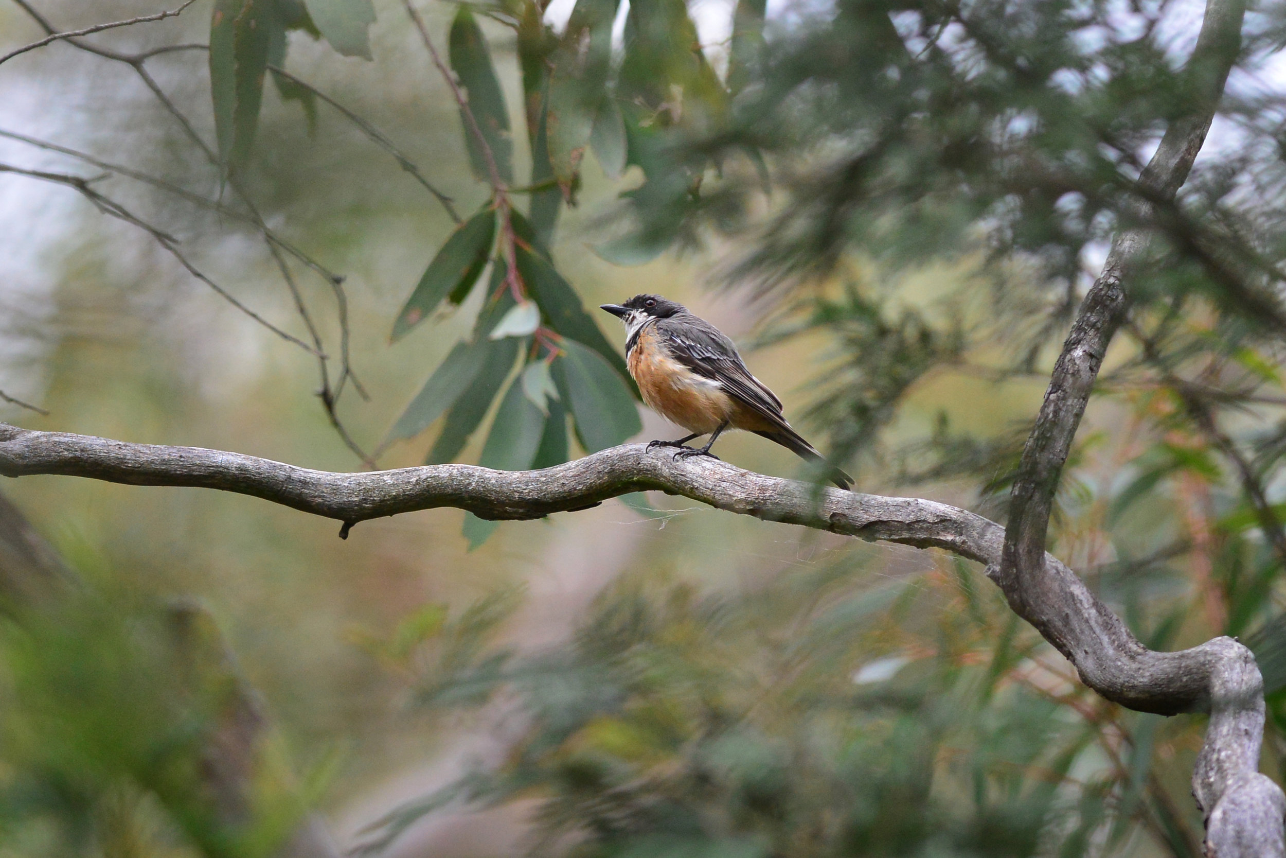 Rufous Whistler