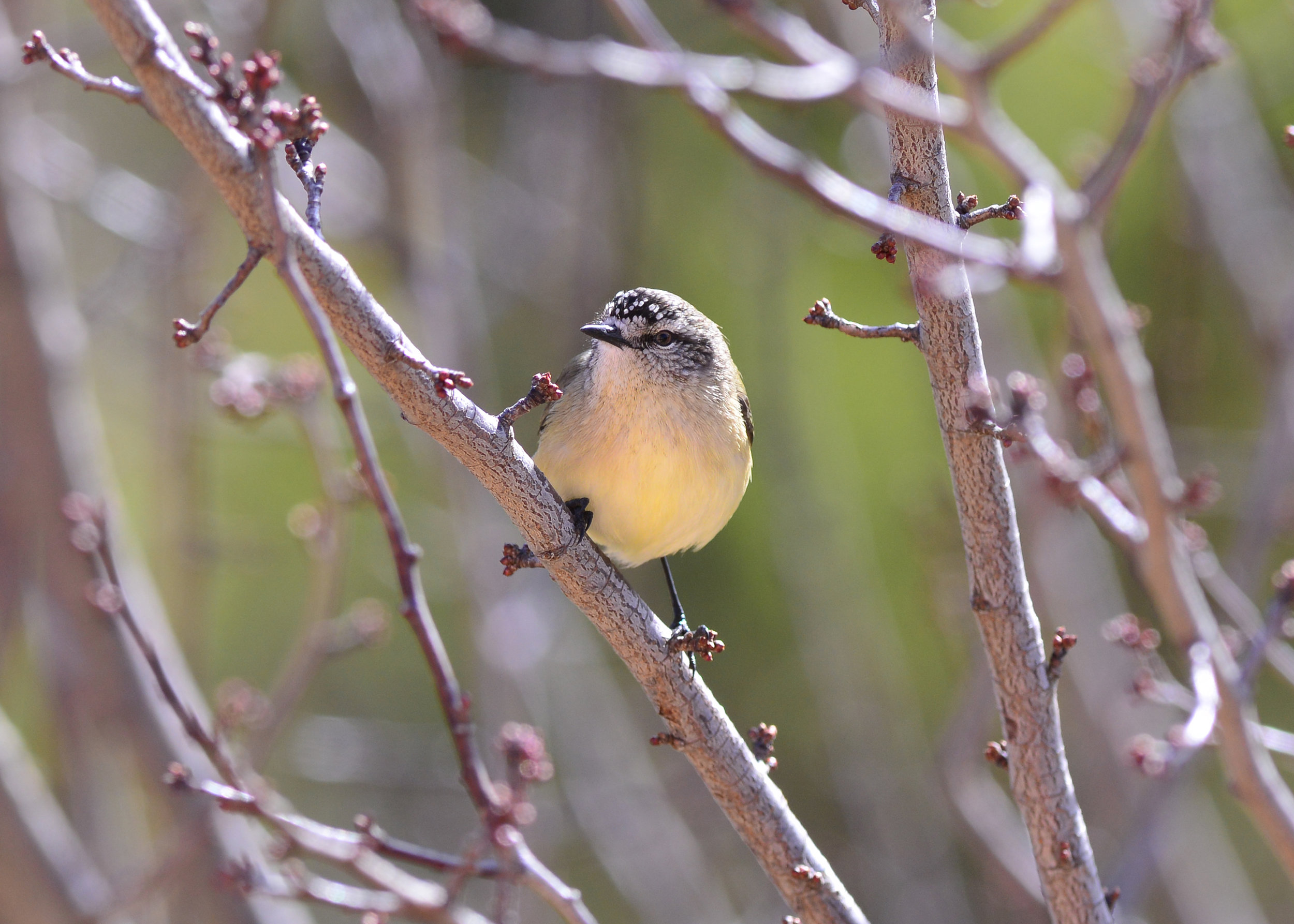 Yellow-rumped Thornbill