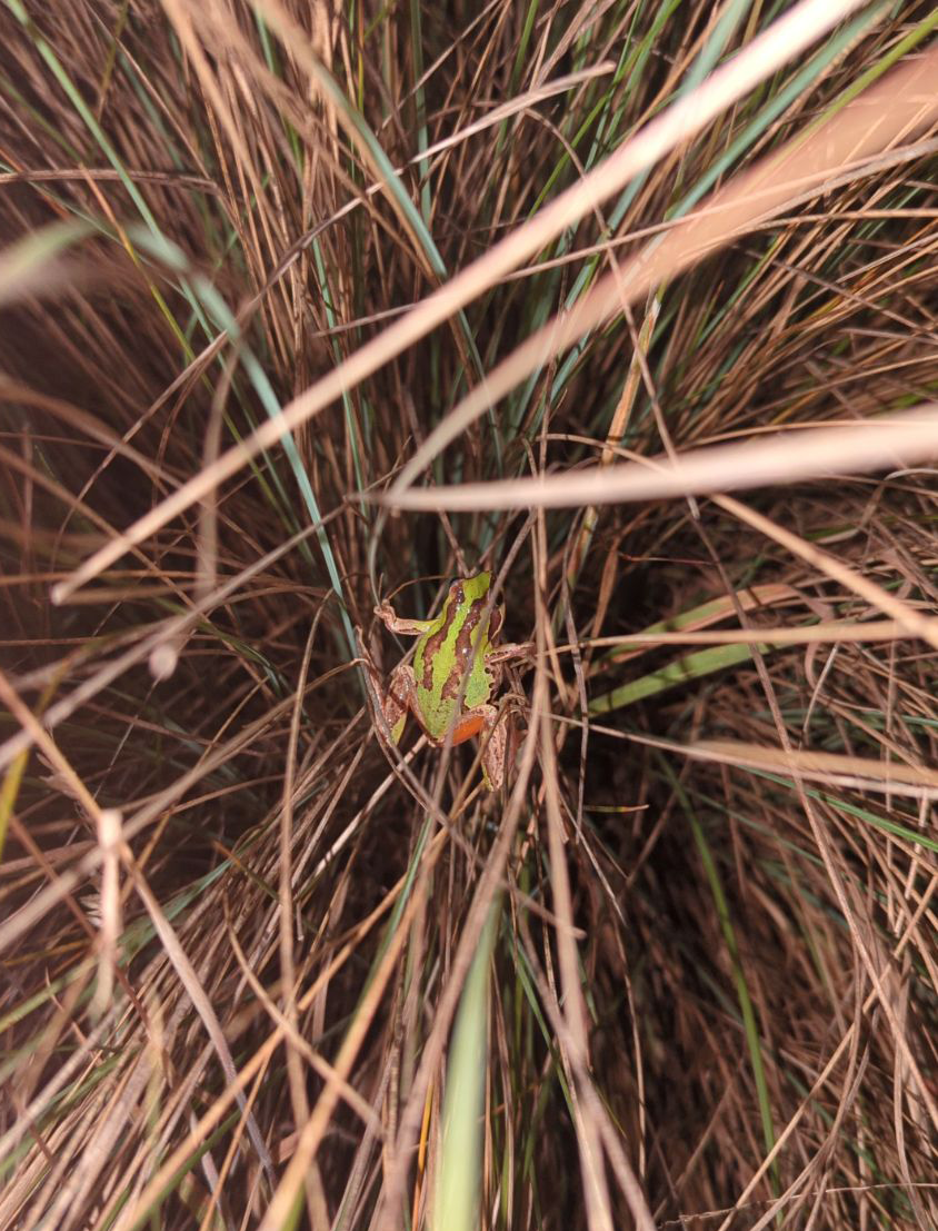 Frog_image000001.png