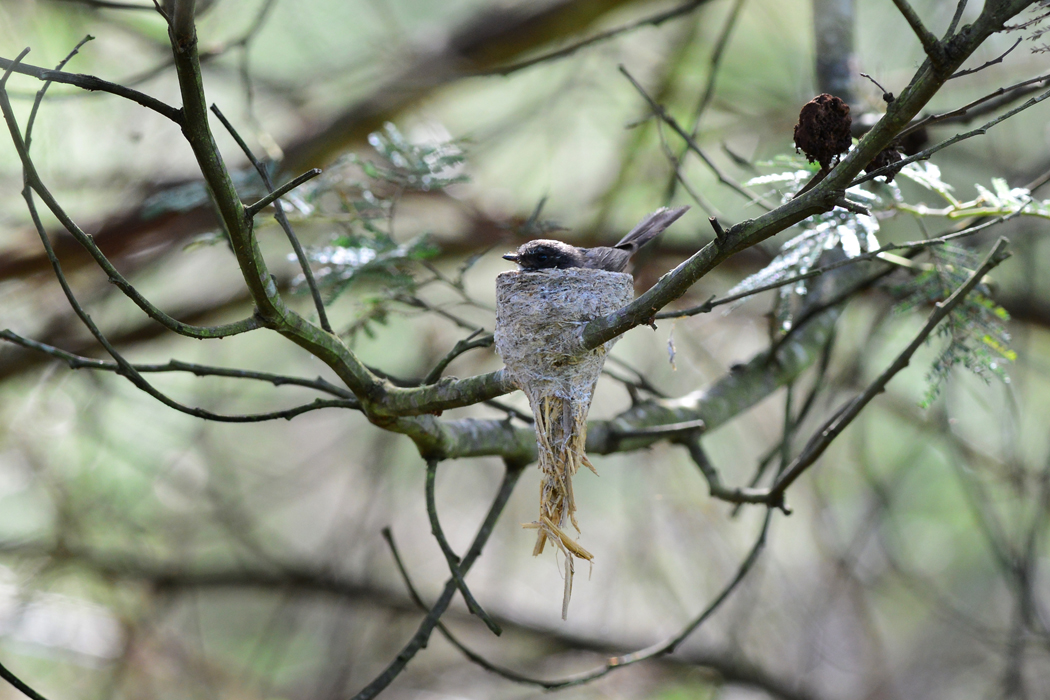 Grey Fantail