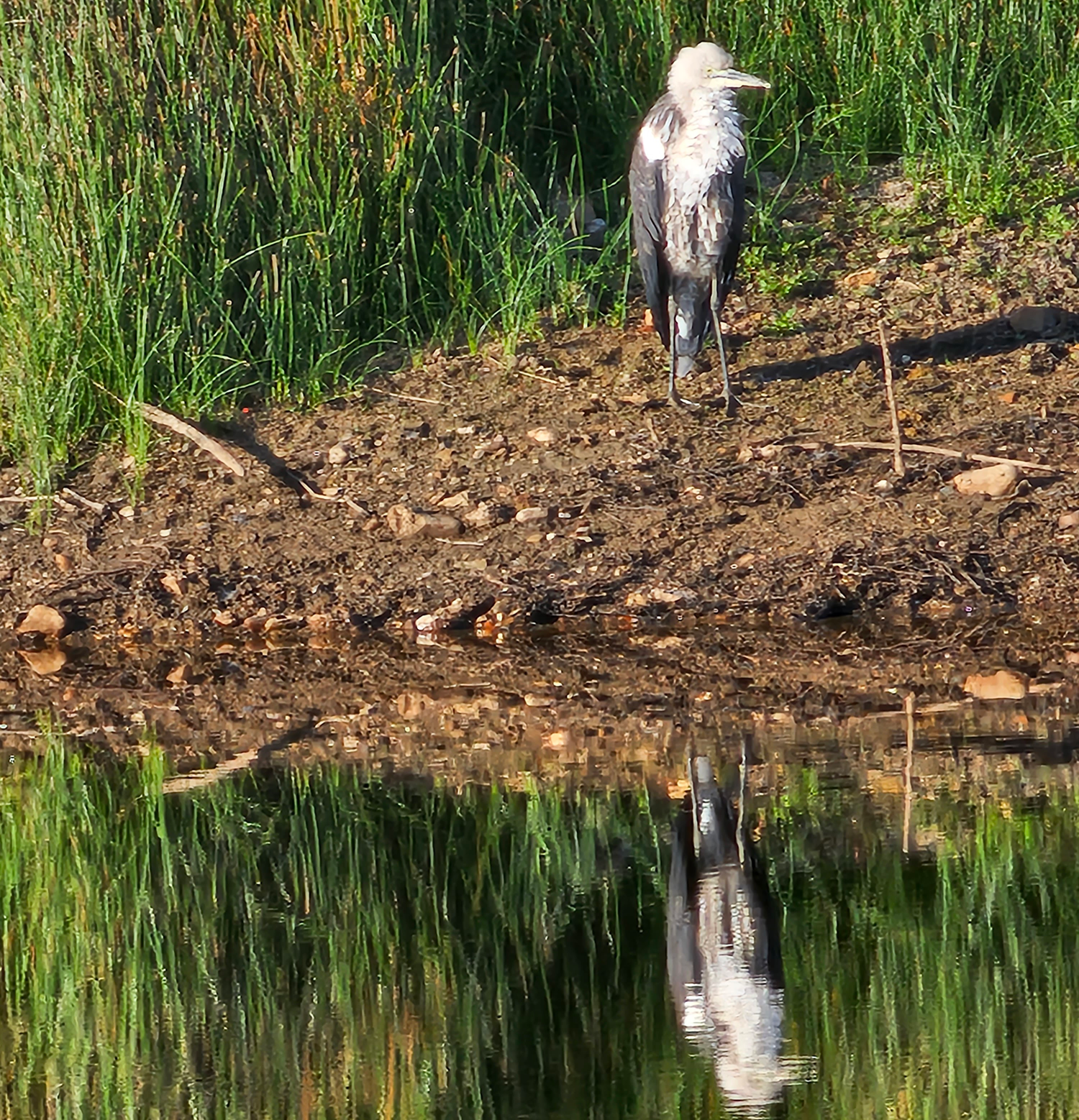 Heron_20231107_072115.png