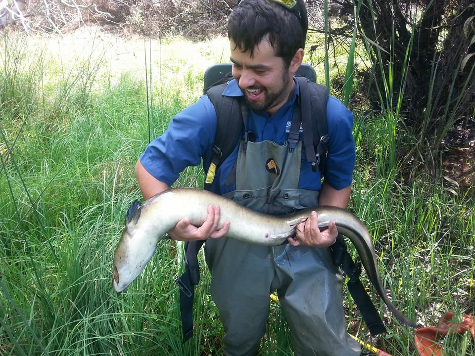  Long-finned Eel  (Anguilla einhardtii).  