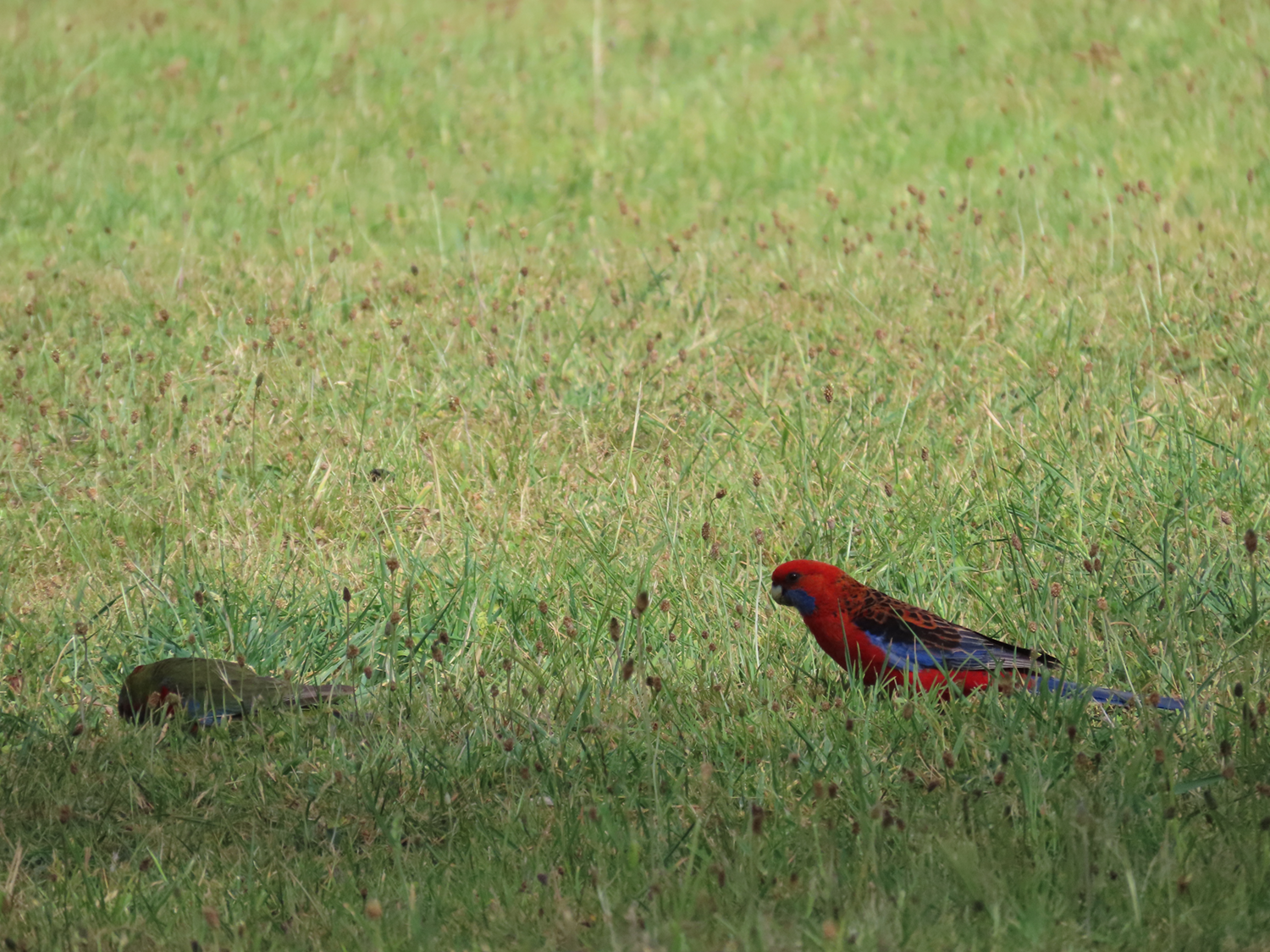 Sciene_Rosellas_IMG_0536.png