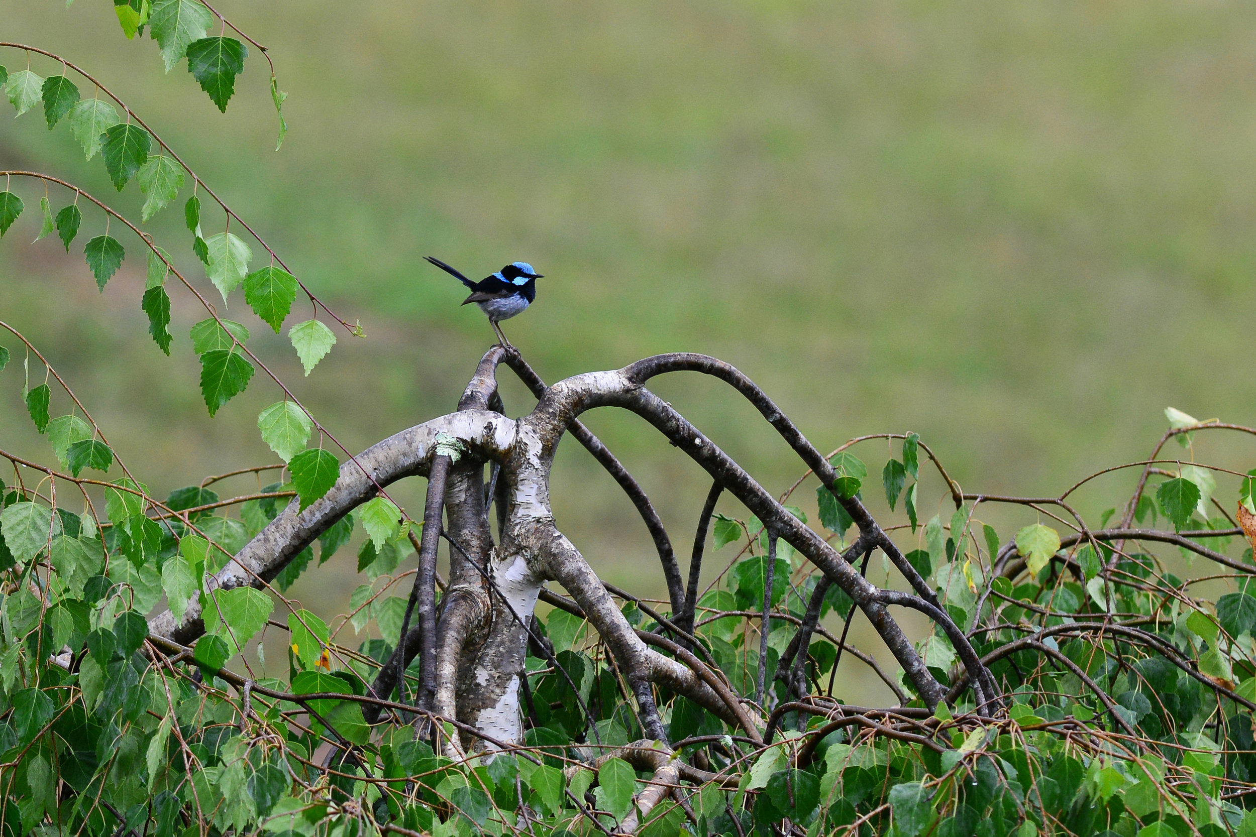 Super Fairy-wren