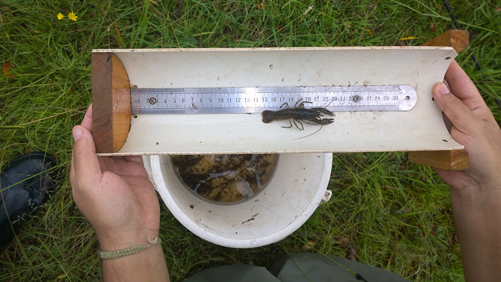  Yabbie  (Cherax destructor).  