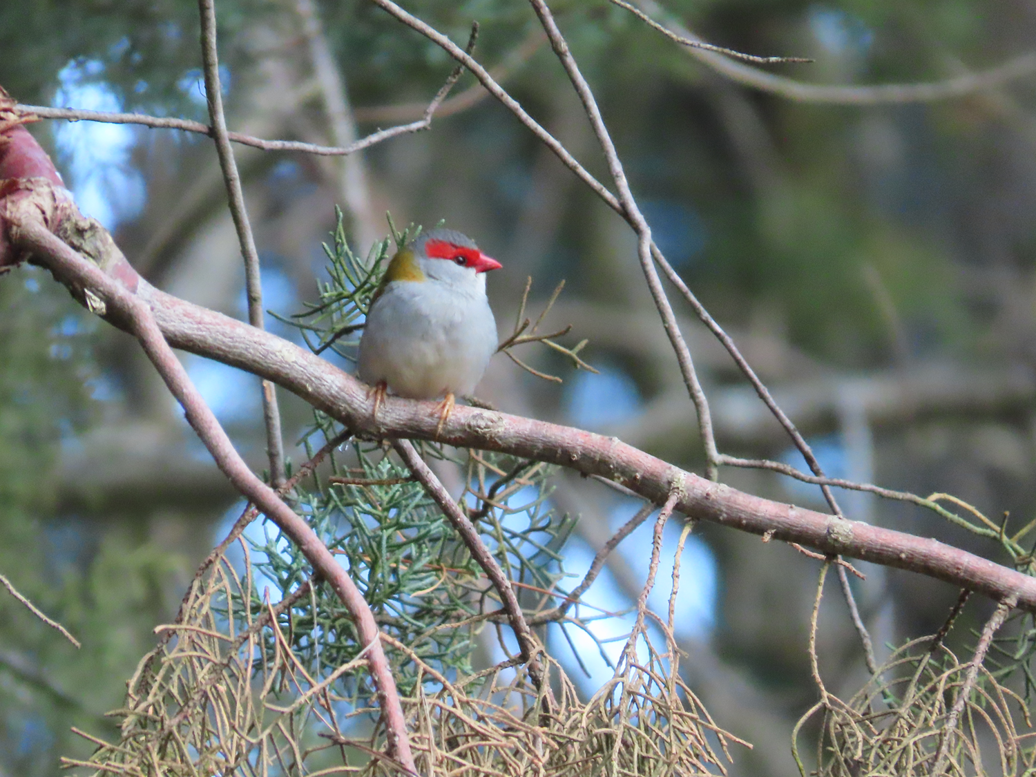 redBrowFinch_IMG_0532.png
