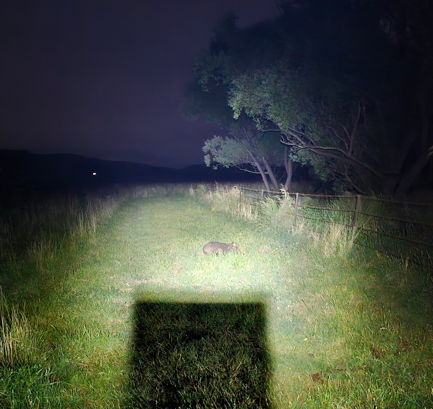_wombat2_20231123_205136.png