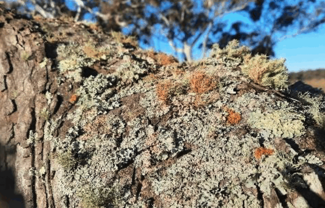 The search for natural temperate grassland