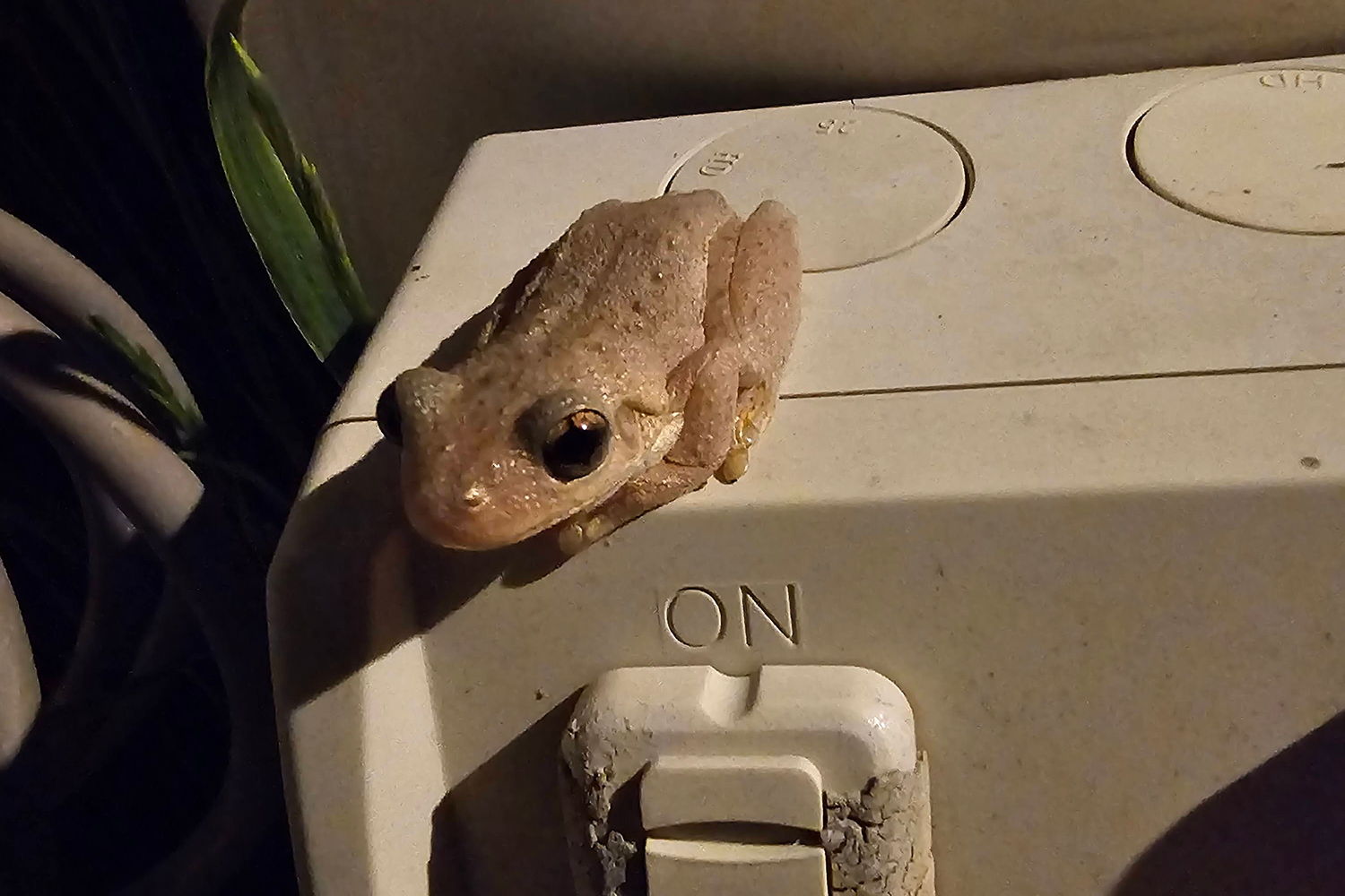 Description of image