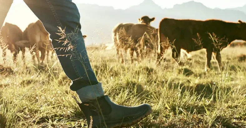 New report: Fragility to Resilience: Local Meat Processing in Australia at a Crossroads