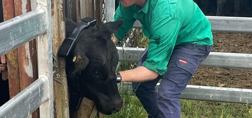 Mulloon Creek Natural Farms news