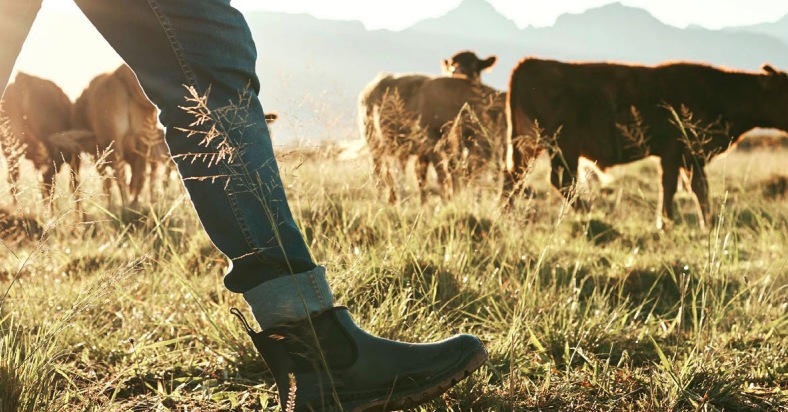 New report: Fragility to Resilience: Local Meat Processing in Australia at a Crossroads