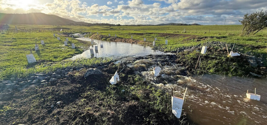 Frogs give the tick of approval at Bombay Creek