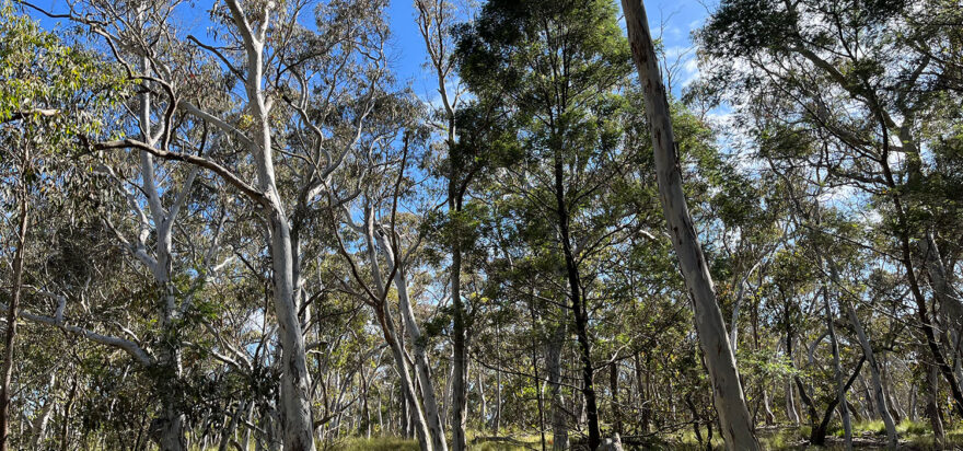 Regulatory Reform remains key to scaling Nature Repair in Australia