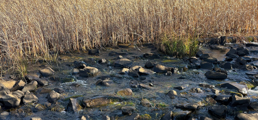 Platypus, freshwater jellyfish and 9,500 DNA clues: What eDNA is revealing about the Mulloon Catchment